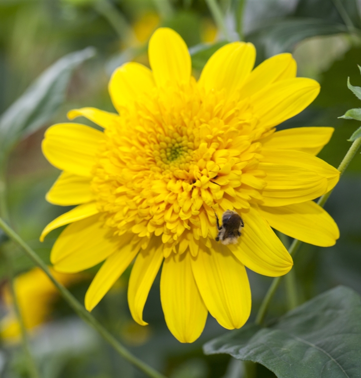Helianthus 'Double Whammy', Sonnenblume Gartenpflanzen Daepp