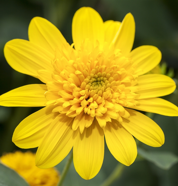 Helianthus 'Double Whammy', Sonnenblume Gartenpflanzen Daepp