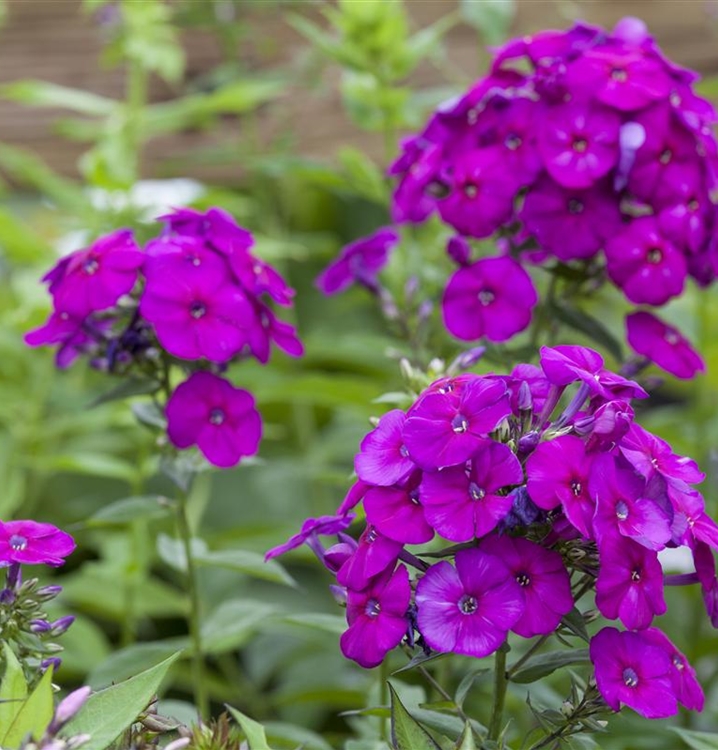 Phlox (PaniculataGruppe) 'The King', Hoher Staudenphlox