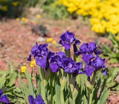 Iris (Pumila-Gruppe) 'Atroviolacea'