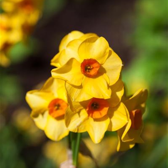 Narcissus jonquilla 'Martinette'