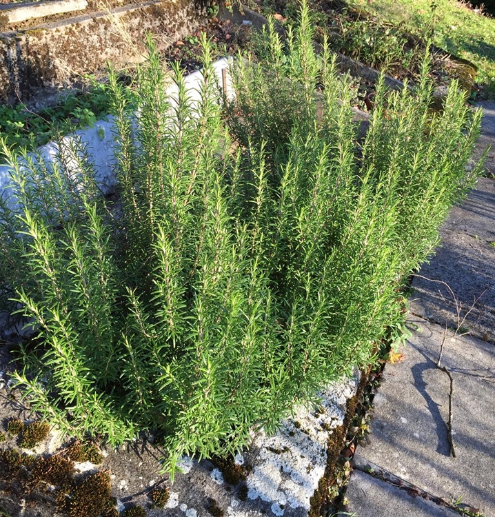 Rosmarinus officinalis 'Goldi 40', Rosmarin Gewürz Gartenpflanzen Daepp