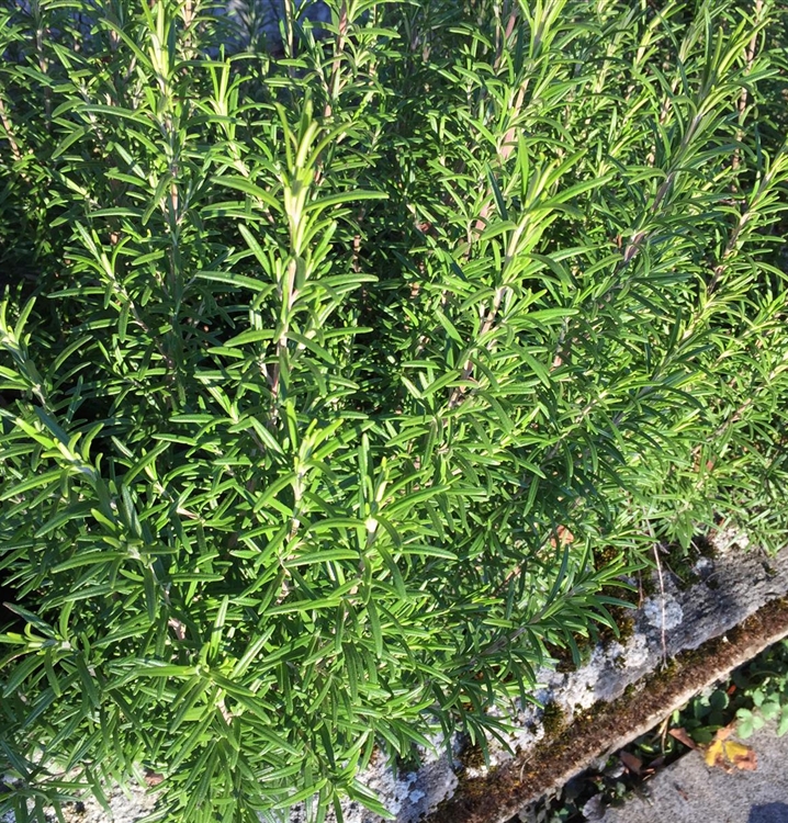 Rosmarinus officinalis 'Goldi 40', Rosmarin Gewürz Gartenpflanzen Daepp