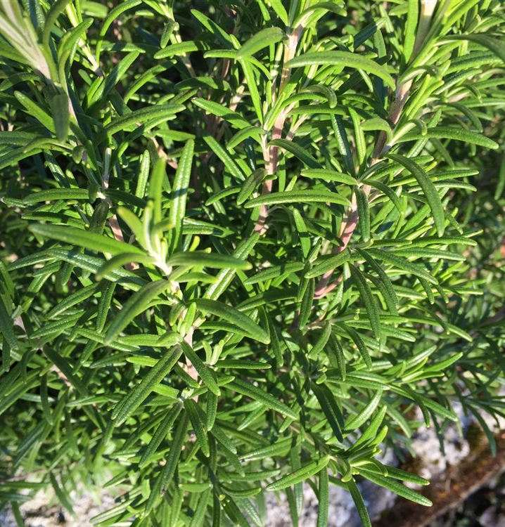 Rosmarinus officinalis 'Goldi 40', Rosmarin Gewürz Gartenpflanzen Daepp