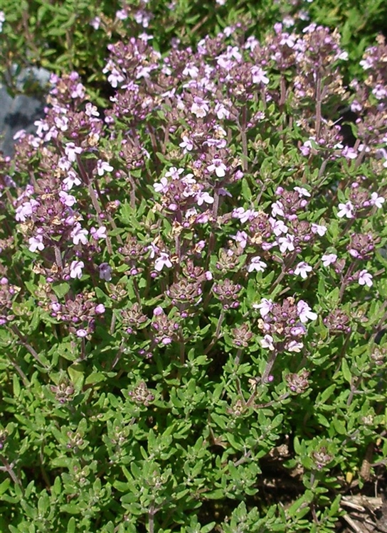Thymus vulgaris GartenThymian Gartenpflanzen Daepp