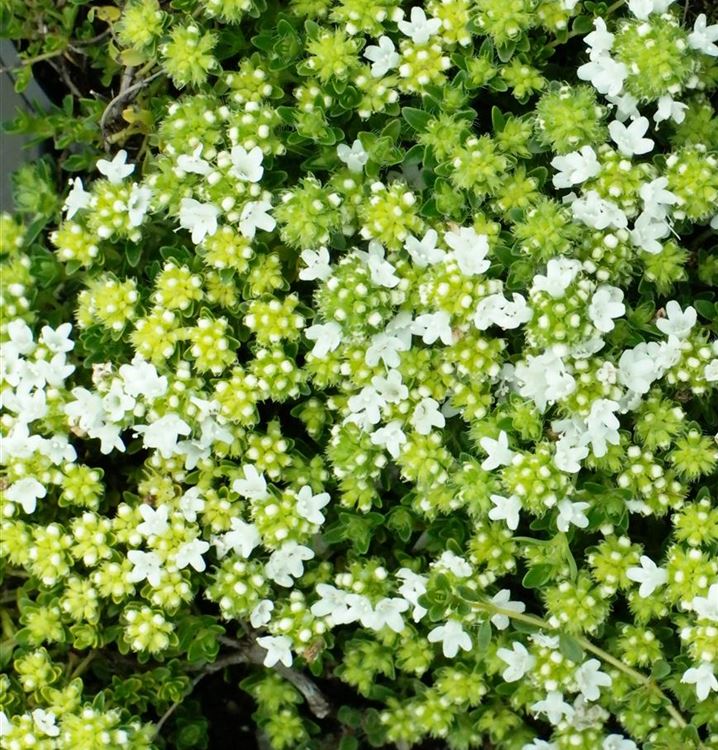 Thymus praecox 'Albiflorus', Thymian Gartenpflanzen Daepp