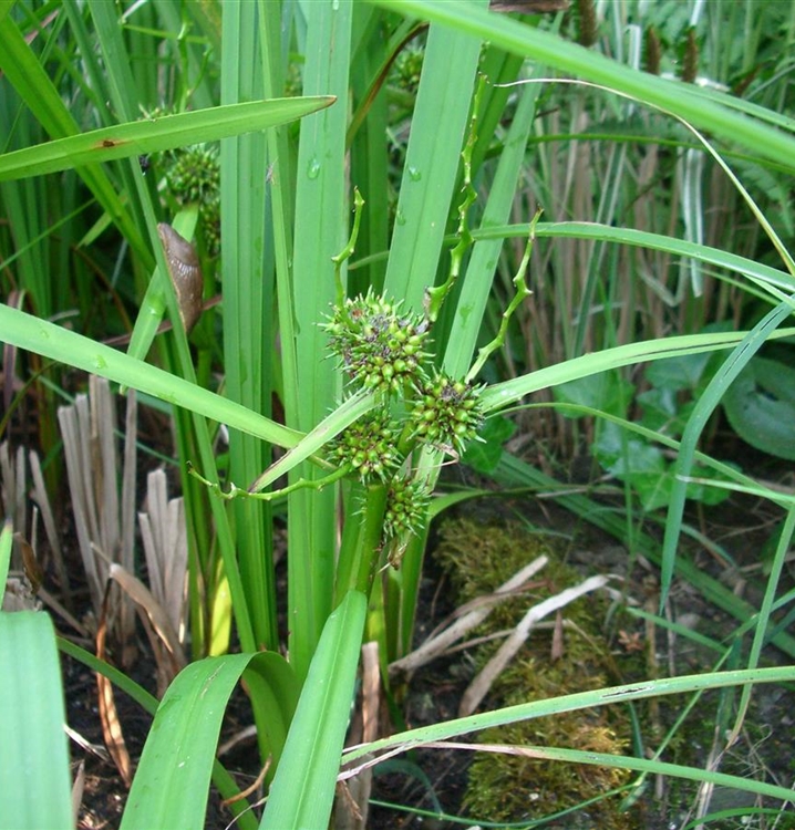 Sparganium erectum, Ästiger Igelkolben Gartenpflanzen Daepp
