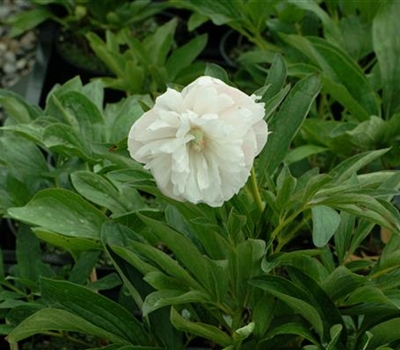 Paeonia officinalis 'Alba Plena'