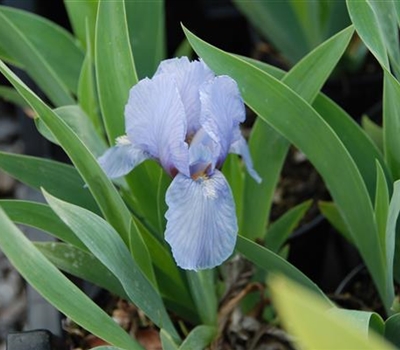 Iris (Pumila-Gruppe) 'Blue Denim'