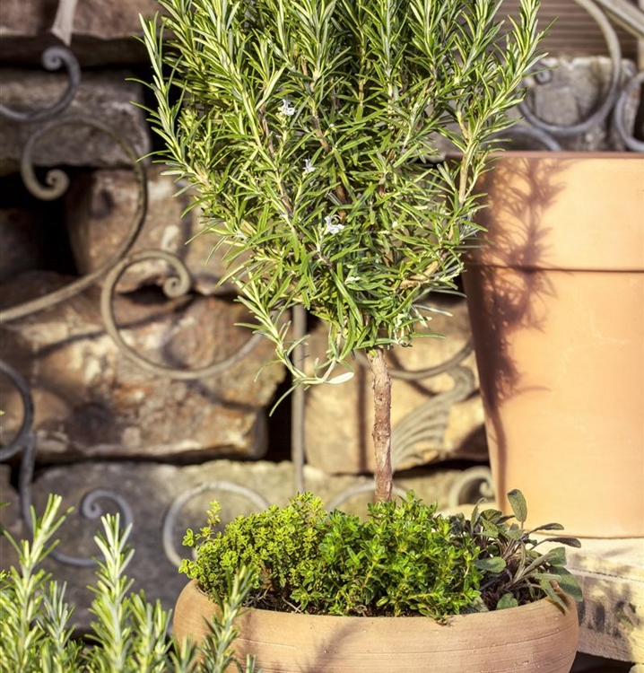 Rosmarinus officinalis 'Goldi 40', Rosmarin Gewürz Gartenpflanzen Daepp