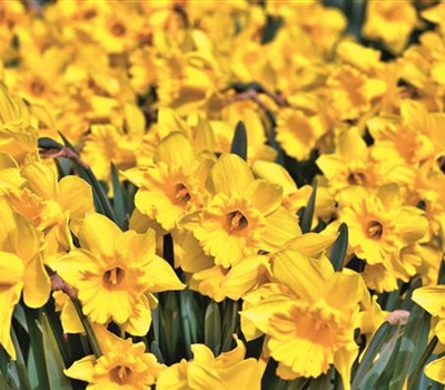 Narcissus 'Golden Harvest'