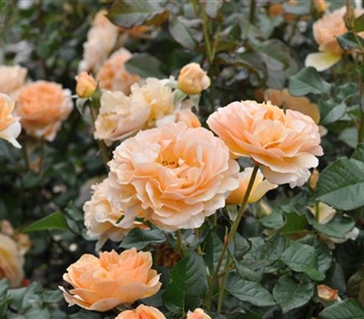 Rosa (Floribundarose) 'Mystic Taste of Love'