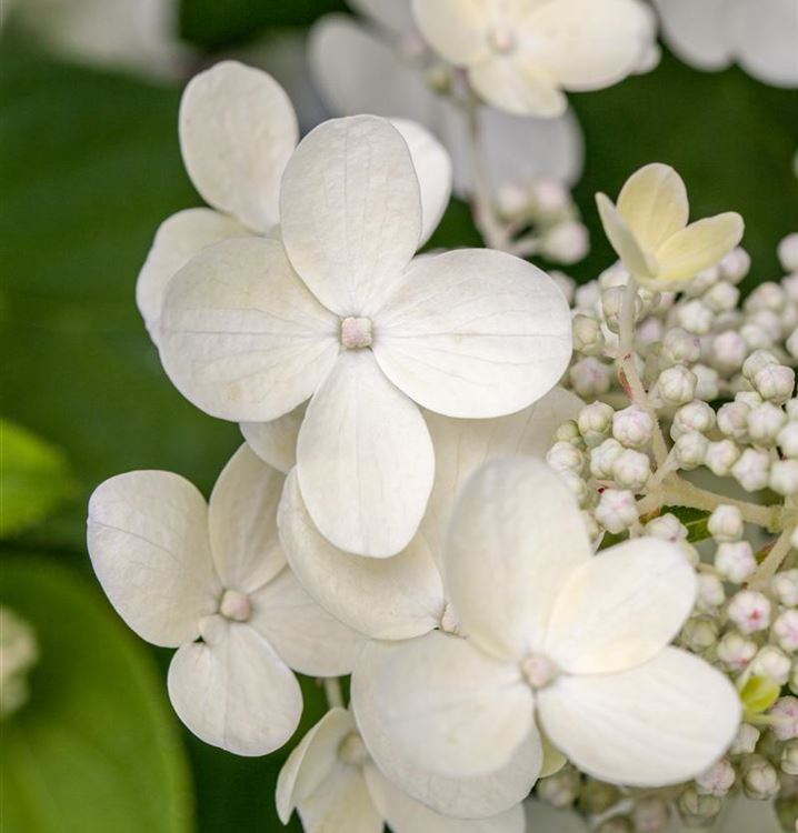 Hortensie Bauernhortensie Hydrangea macrophylla 'Libelle' 30-40 cm im Con. 