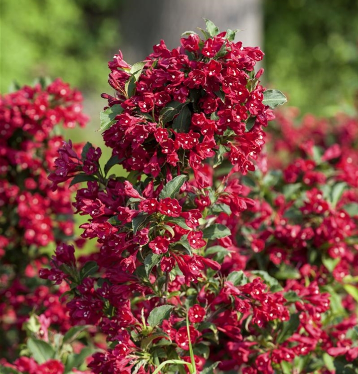Weigela 'Red Prince', Weigelie Gartenpflanzen Daepp