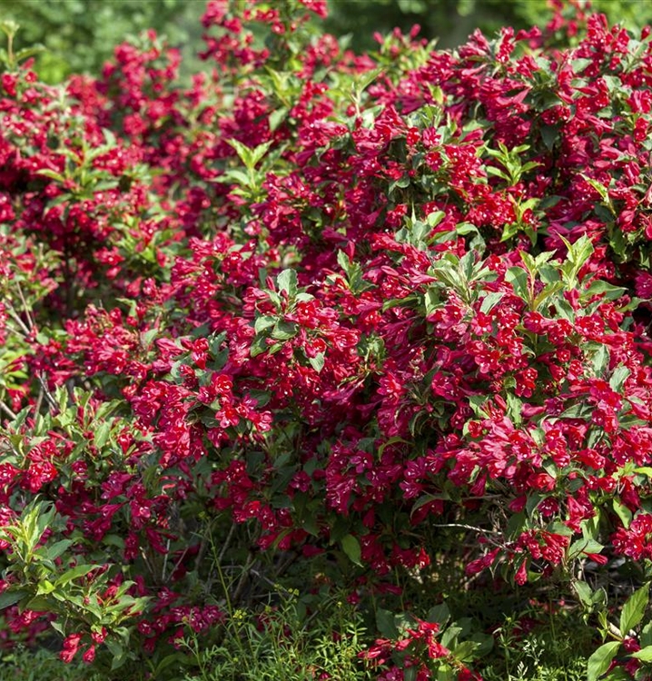 Weigela 'Red Prince', Weigelie Gartenpflanzen Daepp