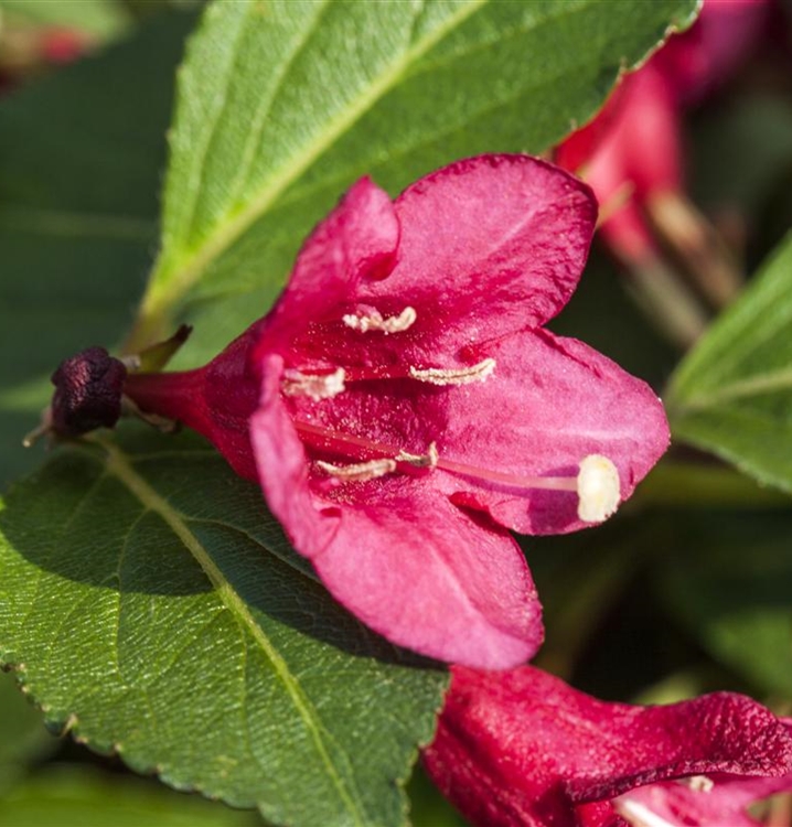 Weigela 'Minuet', Weigelie Gartenpflanzen Daepp