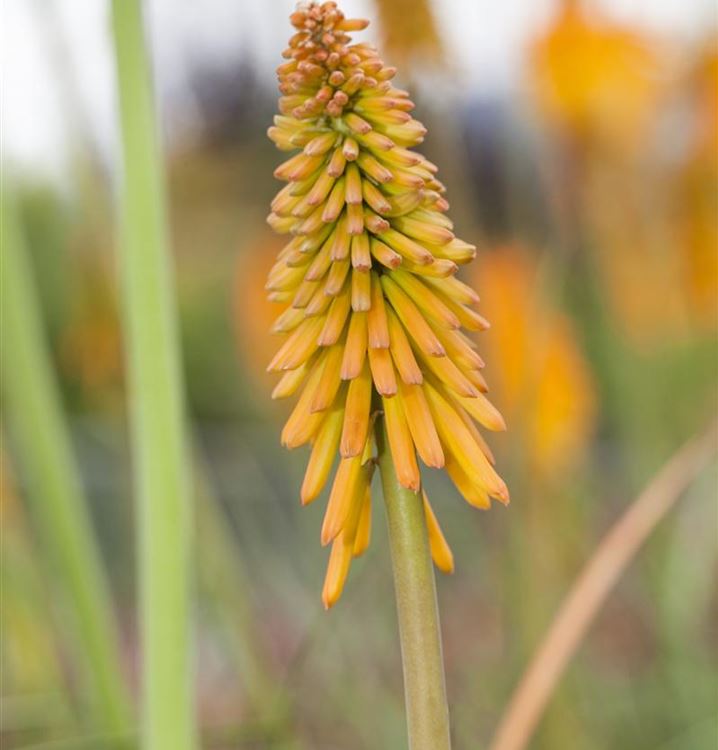 Kniphofia Fackellilie MANGO POPSICLE farbintensiv   Kübelpflanze   winterhart 