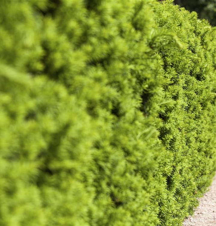 Taxus media (x) 'Hicksii', Eibe Gartenpflanzen Daepp