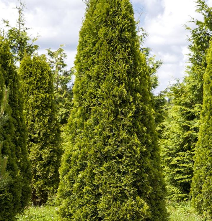 Thuja occidentalis 'Smaragd', Thuja, Lebensbaum Gartenpflanzen Daepp