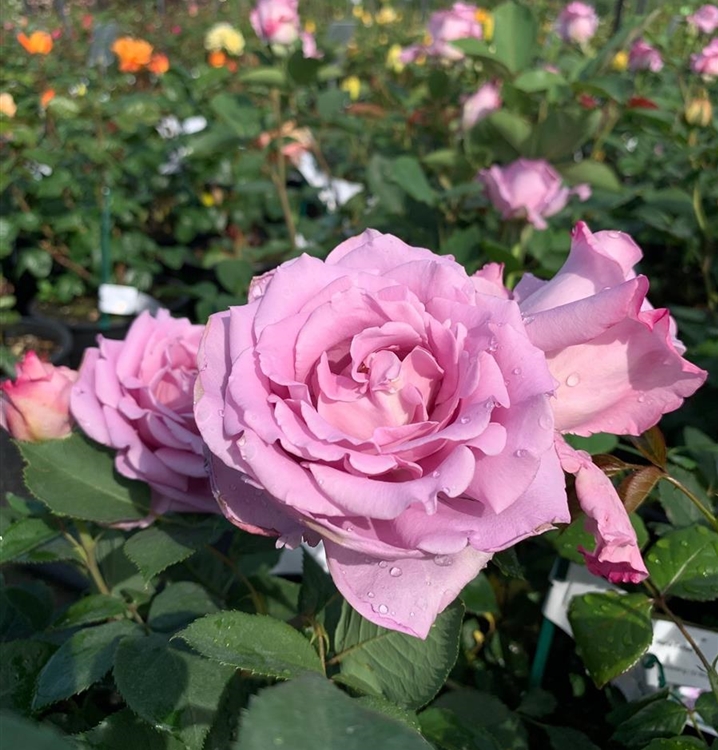 Rosa (Teehybride) 'Mainzer Fastnacht', Grossblumige Rose ...