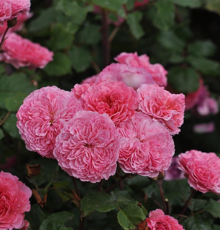 Rosa (Floribundarose) \'Theo Clevers Taste of Love\', Floribundarose -  Gartenpflanzen Daepp