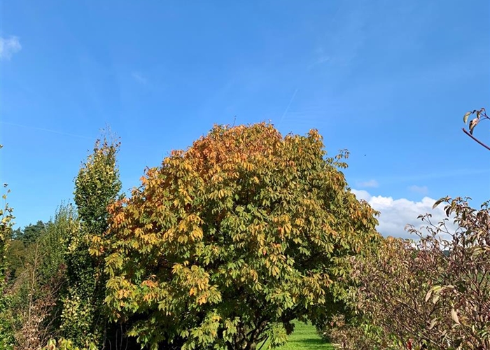 Solitärpflanzen Gartenpflanzen Daepp