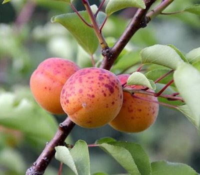 Prunus armeniaca 'Orangered'