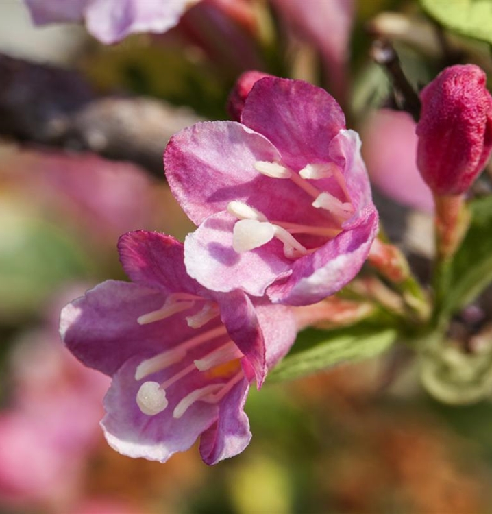 Weigela 'Styriaca', Weigelie Gartenpflanzen Daepp