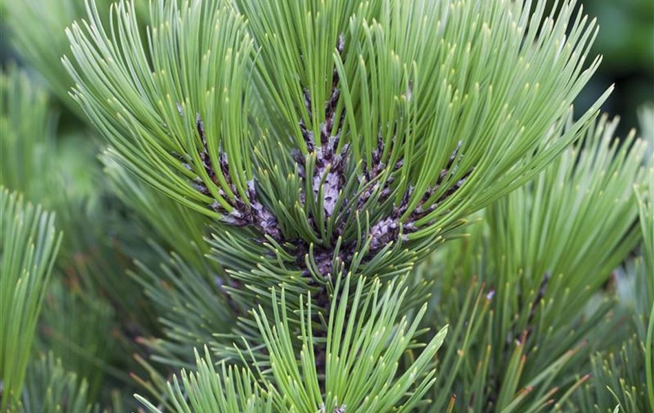 Pinus heldreichii 'Den Ouden'
