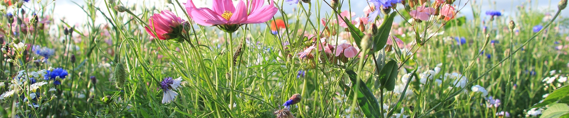 Schattiger Standort Biodiversitätsmischungen Gartenpflanzen Daepp