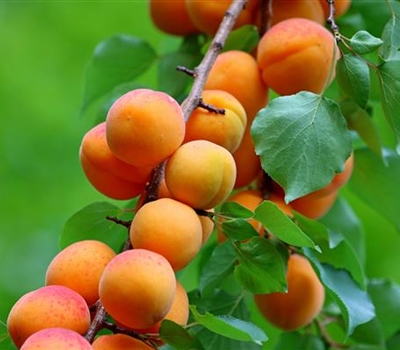 Prunus armeniaca 'Somo'