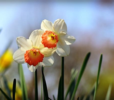 Narcissus 'Flower Record'