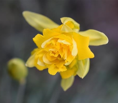 Narcissus 'Rip van Winkle'