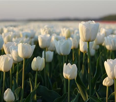 Tulipa 'Agrass White'