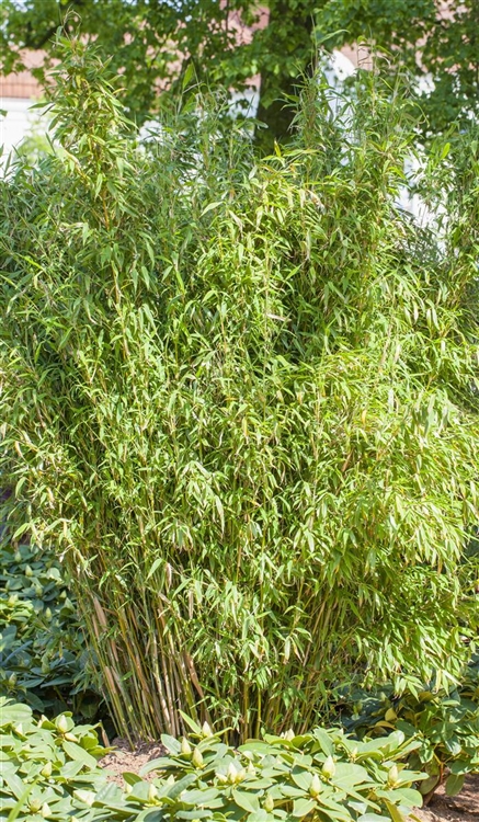 Fargesia murielae 'Standing Stone', SchirmBambus Gartenpflanzen Daepp