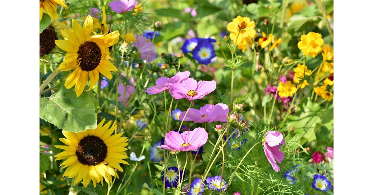 Sonniger Standort Staudenmischungen Gartenpflanzen Daepp