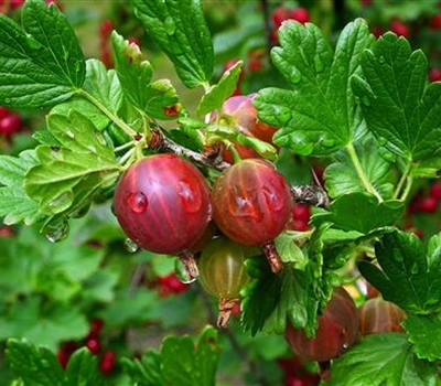 Ribes uva-crispa 'Hinnonmäki Rot'