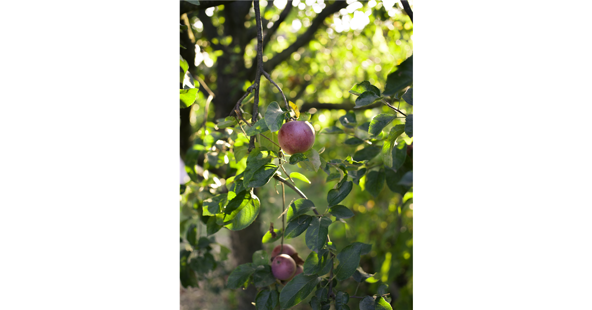 Obst und Beeren - Gartenpflanzen Daepp