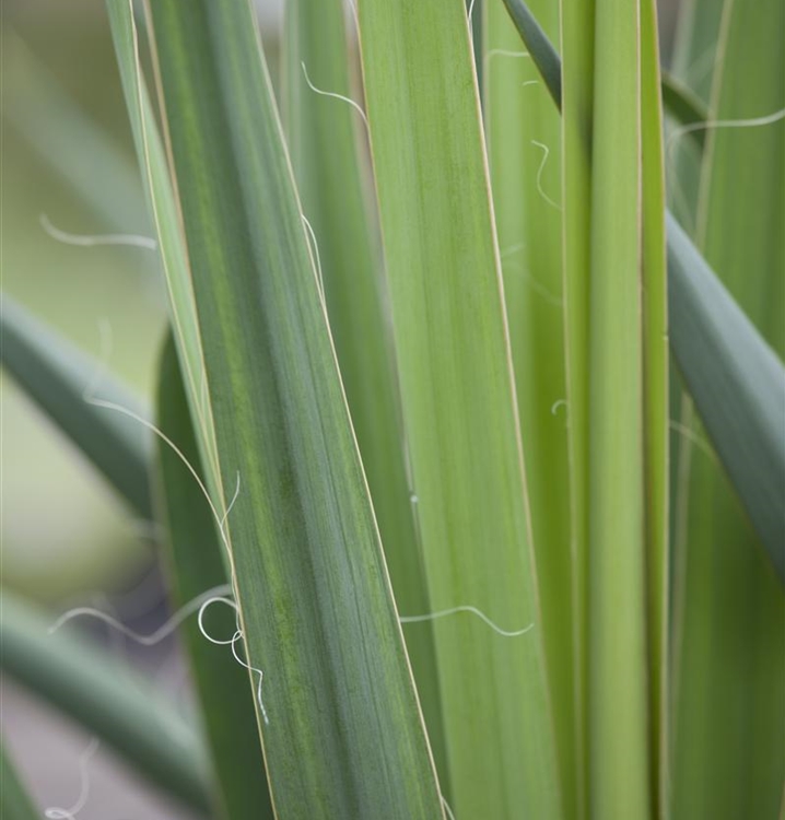 Yucca filamentosa, Palmlilie Gartenpflanzen Daepp
