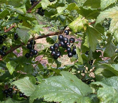 Ribes nigrum 'Ometa'