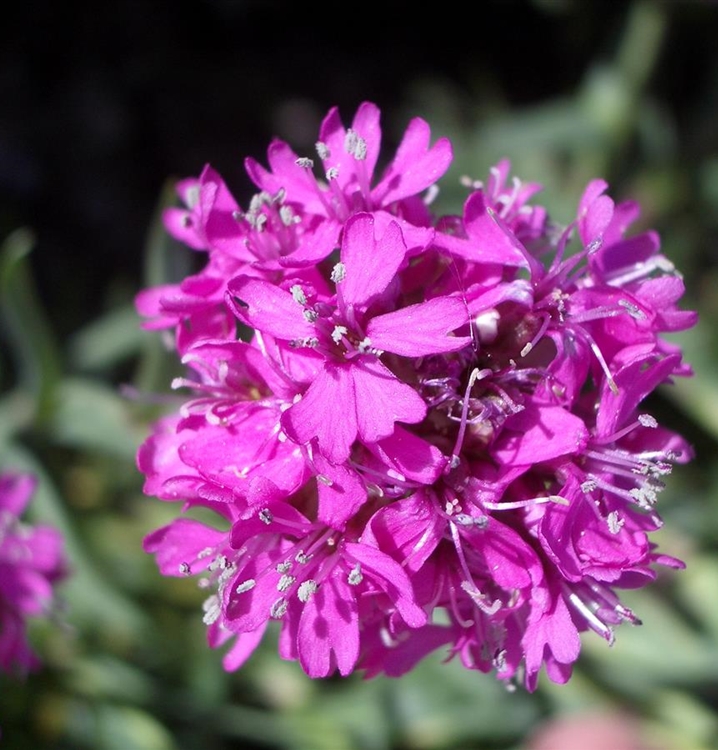Lychnis alpina, Alpenlichtnelke - Gartenpflanzen Daepp