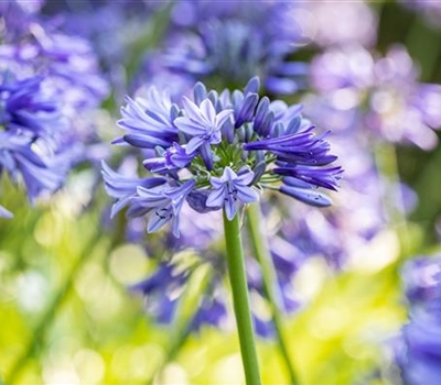 Agapanthus (Trumpet-Gruppe) 'Dr Brouwer'