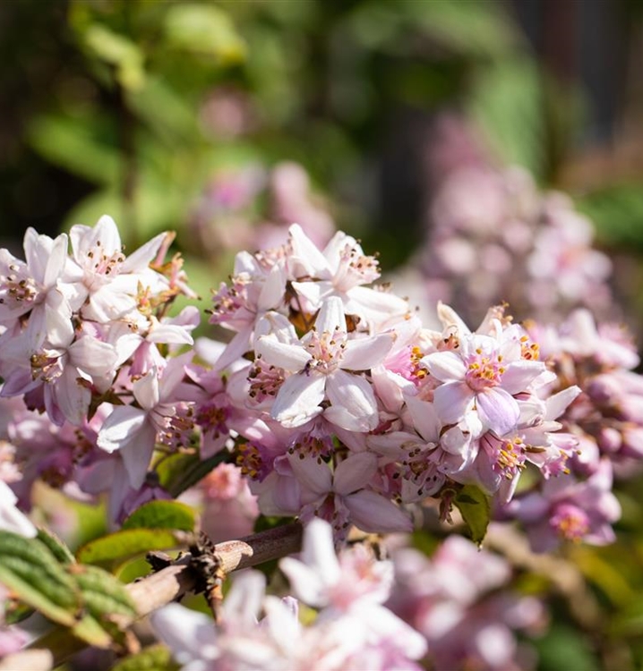 Deutzia hybrida (x) 'Mont Rose', Deutzie - Gartenpflanzen Daepp