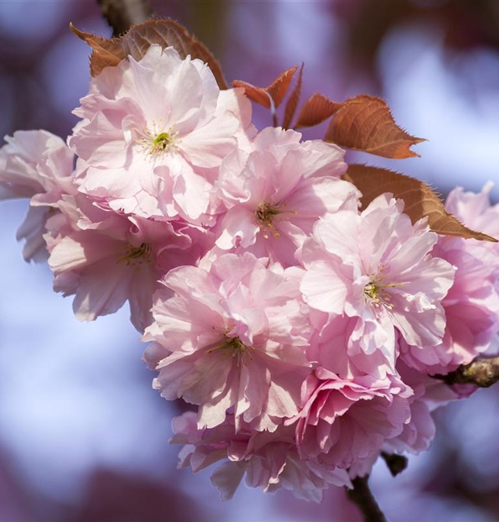 Prunus 'Accolade', Zierkirsche Gartenpflanzen Daepp