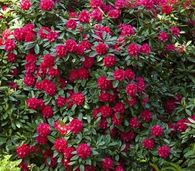 Rhododendron (Catawbiense-Gruppe) 'Caractacus'