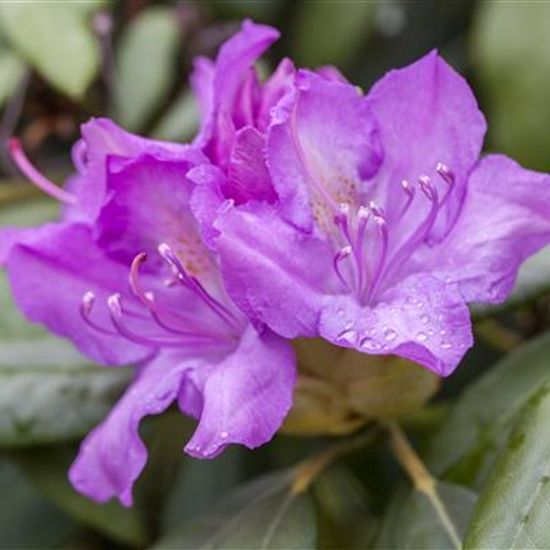Rhododendron (Catawbiense-Gruppe) 'Catawbiense Boursault'