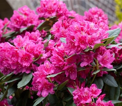 Rhododendron (Catawbiense-Gruppe) 'Dr H.C. Dresselhuys'