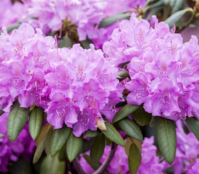 Rhododendron (Catawbiense-Gruppe) 'Roseum Elegans'