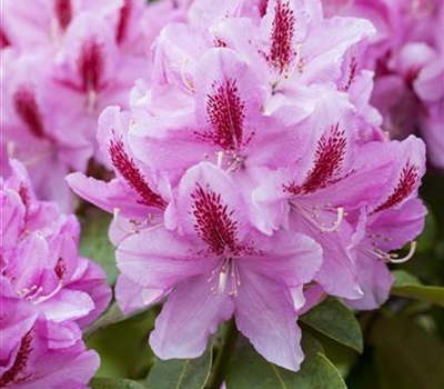 Rhododendron (Caucasicum-Gruppe) 'Furnivall's Daughter'