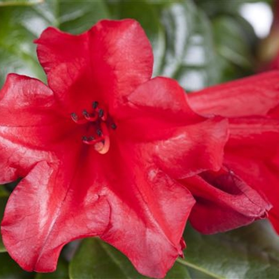 Rhododendron (Forrestii-Gruppe) 'Scarlet Wonder'